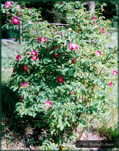 Alpenheckenrose – Lachenwitz (Tschechien)