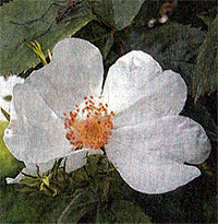 Eine Blüte der nach Wien verpflanzten Renner-Rose.