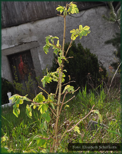 Rosenberger Rose in Schwarzenberg (Oberösterreich)