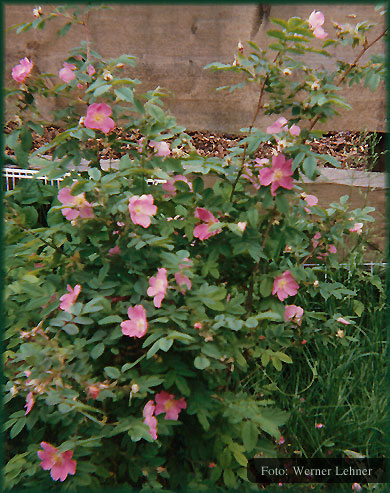 Rosenberger Rose – Wielenbach (Bayern)